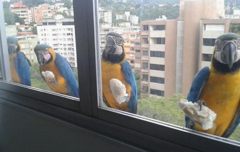 Гриша побачив на підвіконні свого вікна маленького папугу і вирішив взяти пташку до себе. Він ще не знав, як папуга змінить хід його життя.