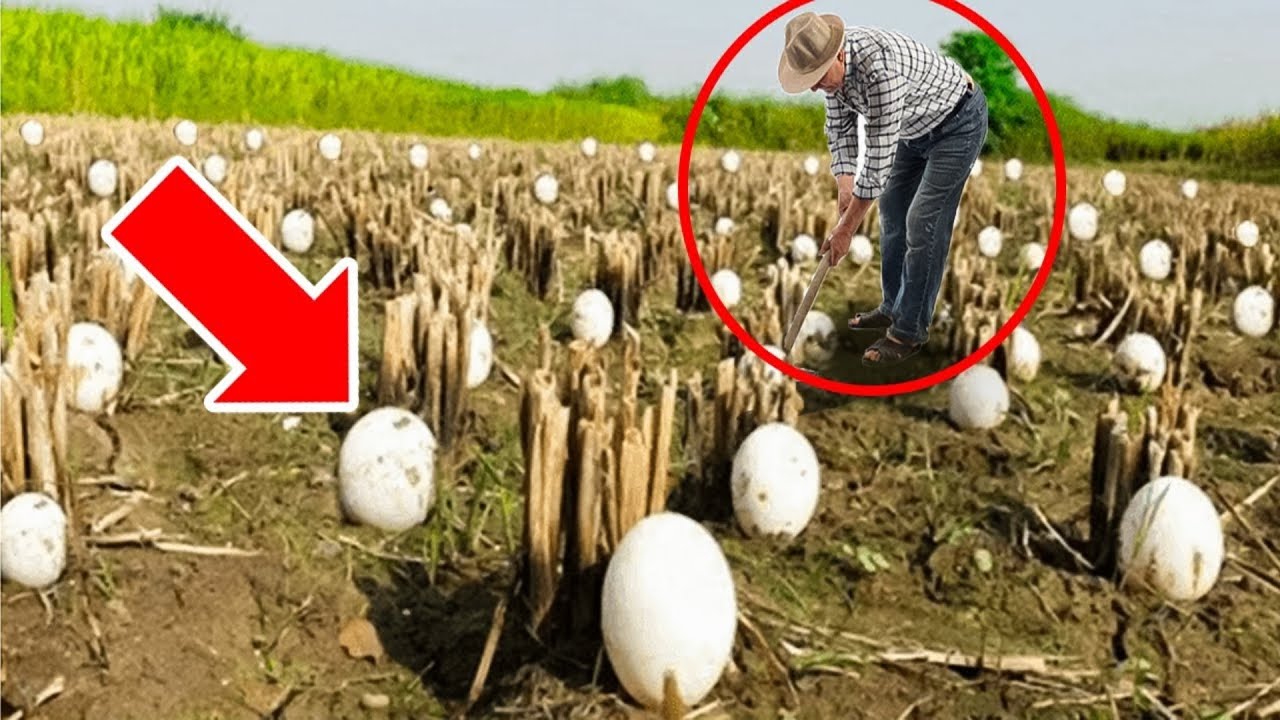 Фермер знайшов дивні яйця.  Коли вони вилупилися, чоловік не міг стримати сліз